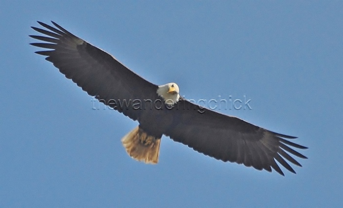 eagle